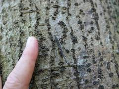 Lasiorhynchus barbicornis