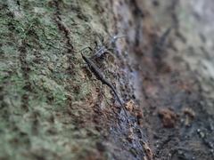 Lasiorhynchus barbicornis