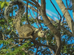 Sciurus variegatoides adolphei