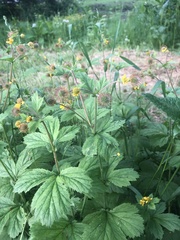 Geum macrophyllum