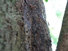 Lasiorhynchus barbicornis