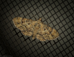 Gymnoscelis lophopus