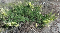 Astragalus pomonensis
