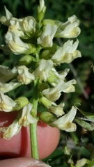 Astragalus pomonensis