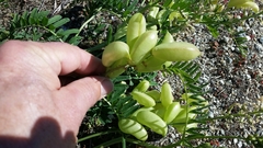 Astragalus pomonensis