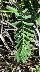Astragalus pomonensis