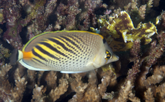 Chaetodon pelewensis