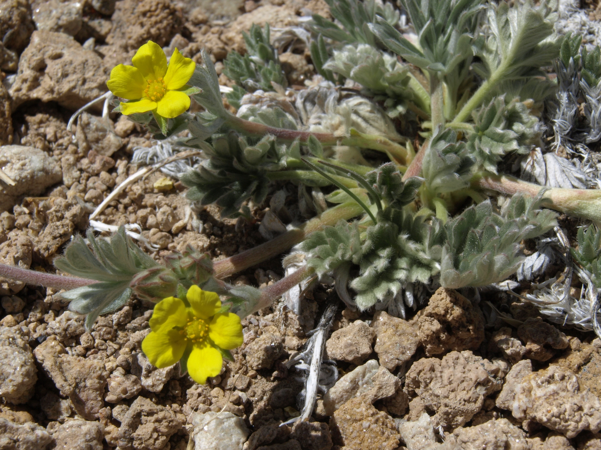 Potentilla pseudosericea