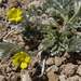 Potentilla pseudosericea - Photo (c) Jim Morefield, algunos derechos reservados (CC BY)