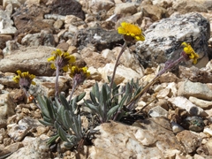 Packera werneriifolia