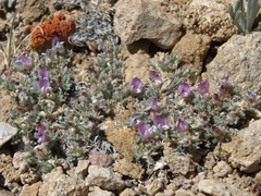 Astragalus kentrophyta tegetarius