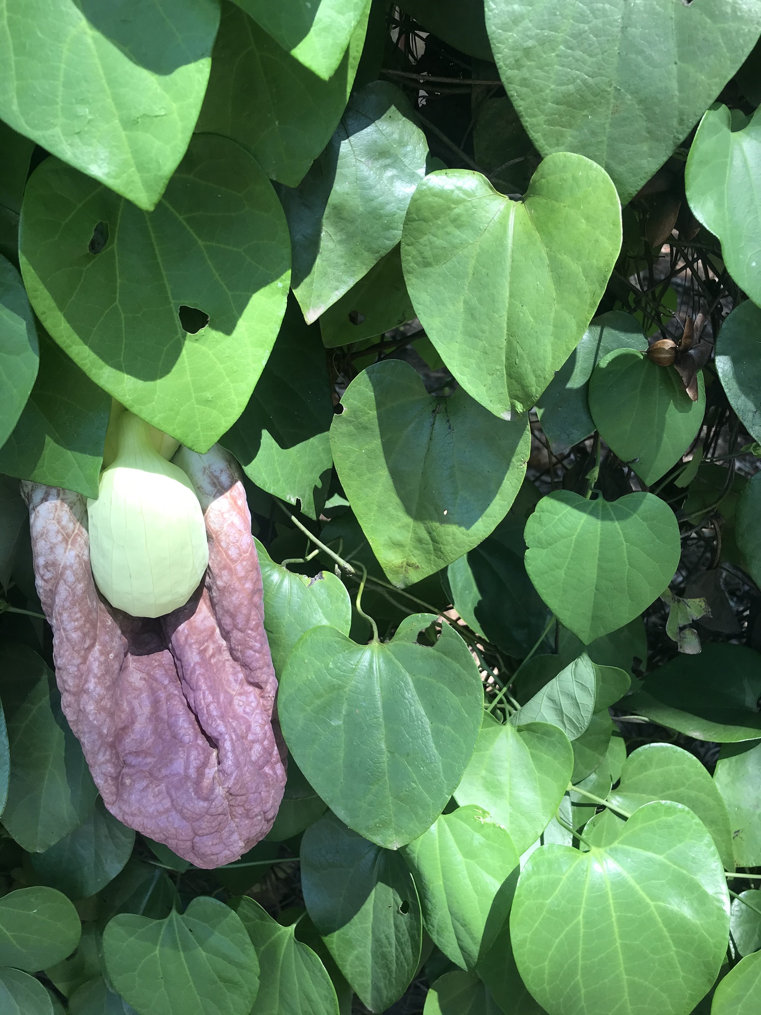 Aristolochia gigantea
