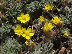 Potentilla morefieldii