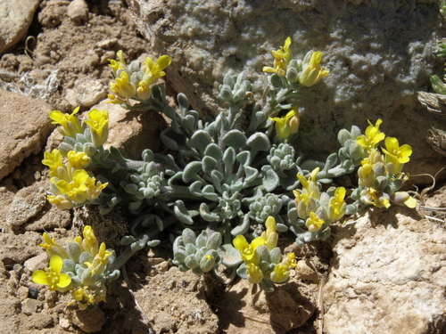 Physaria kingii ssp. kingii