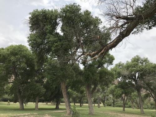 iNaturalist observation 2021-05-30