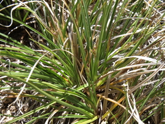 Carex rossii