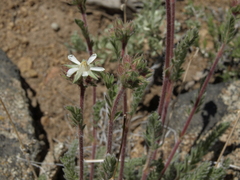 Horkelia hispidula