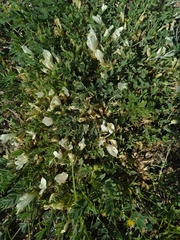 Astragalus scaberrimus