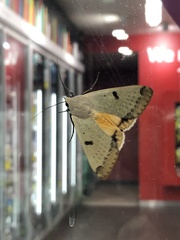 Ophiusa parcemacula