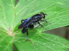 Chalcosyrphus chalybeus