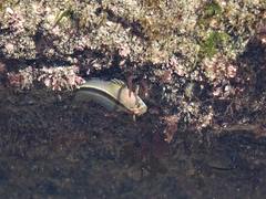 Parablennius laticlavius