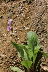 Primula pauciflora zionensis
