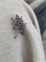 Dicerca tenebrosa tenebrosa