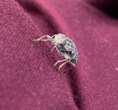 Dicerca tenebrosa tenebrosa