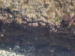 Parablennius laticlavius