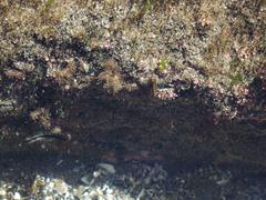 Parablennius laticlavius