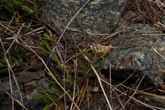 Rhinotropis cornuta cornuta
