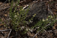 Galium serpenticum scotticum