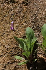 Primula pauciflora zionensis