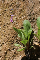 Primula pauciflora zionensis