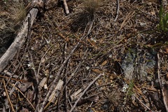 Sabulina stolonifera