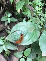 Lepidoptera