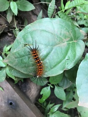 Lepidoptera