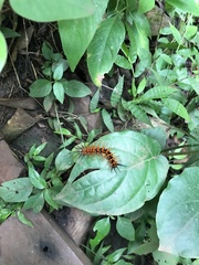 Lepidoptera