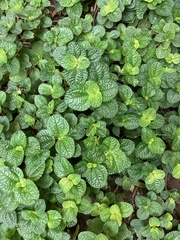 Pilea nummulariifolia