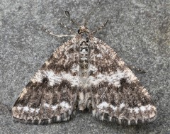 Eufidonia discospilata