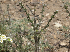 Lappula redowskii redowskii