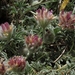 Trifolium andersonii - Photo (c) Jim Morefield，保留部份權利CC BY