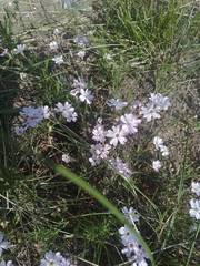 Silene linnaeana