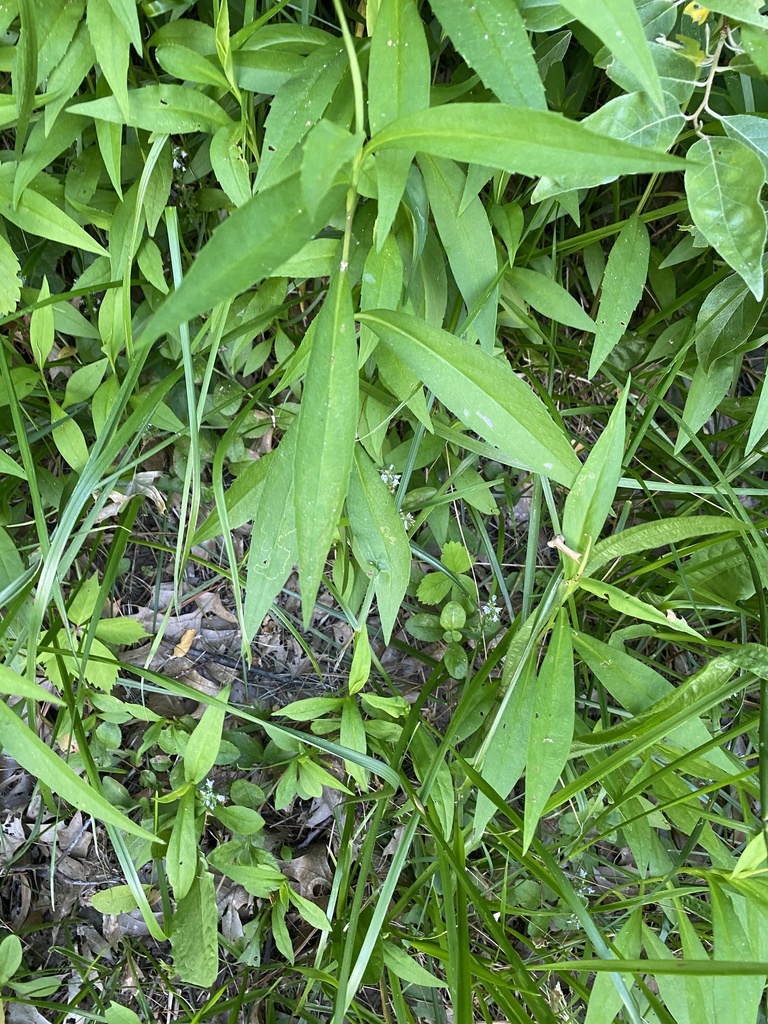 flowering plants from Balfour Dr, Wappingers Falls, NY, US on June 07