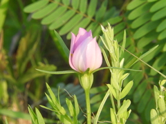 Sabatia campestris