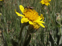 Arnica chamissonis incana