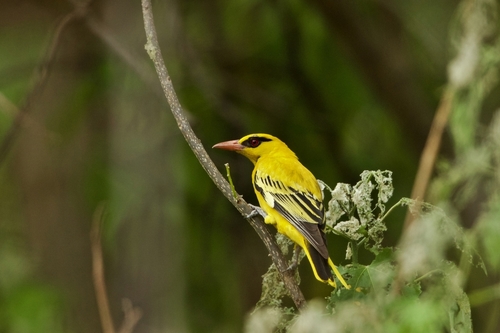 African Golden Oriole