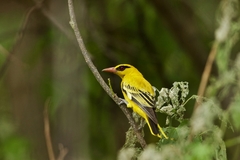 Oriolus auratus notatus