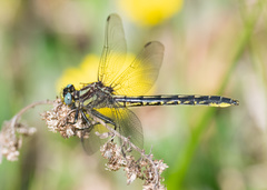 Phanogomphus borealis