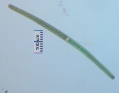 Closterium angustatum